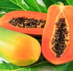 Live Papaya Plant - Sweet Papaya Tree - 14-16 Inch - Half Gallon Pot