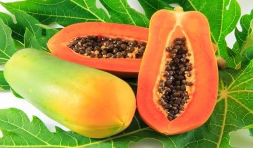 Live Papaya Plant - Sweet Papaya Tree - 14-16 Inch - Half Gallon Pot