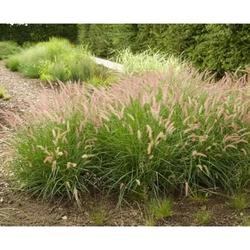 Live Pink Fountain Grass, 4 Plants, Rose Ornamental Grass, 5-8 inches Tall, Ready to Grow