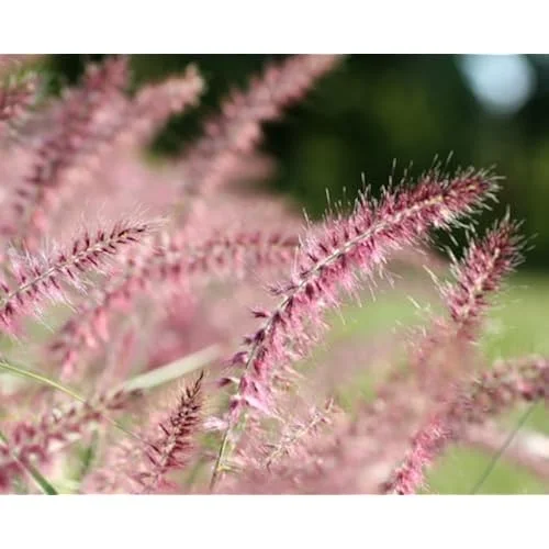 Live Pink Fountain Grass, 4 Plants, Rose Ornamental Grass, 5-8 inches Tall, Ready to Grow