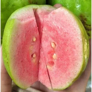 Live Pink Guava Tree 5 to 8 Inch Tall, Sweet Guava Plant Guava Fruit Tree Psidium Guajava Plant