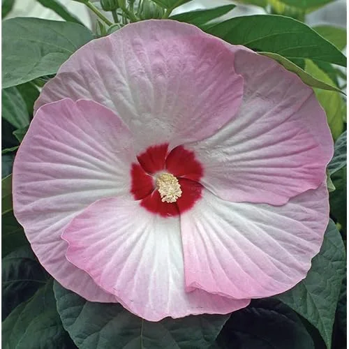 Live Pink Hibiscus Moscheutos Plant - 5 to 9 Inch Tall - Hardy Perennial - Hibiscus Pink Swirl