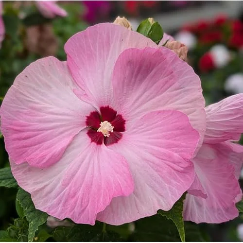 Live Pink Hibiscus Moscheutos Plant - 5 to 9 Inch Tall - Hardy Perennial - Hibiscus Pink Swirl