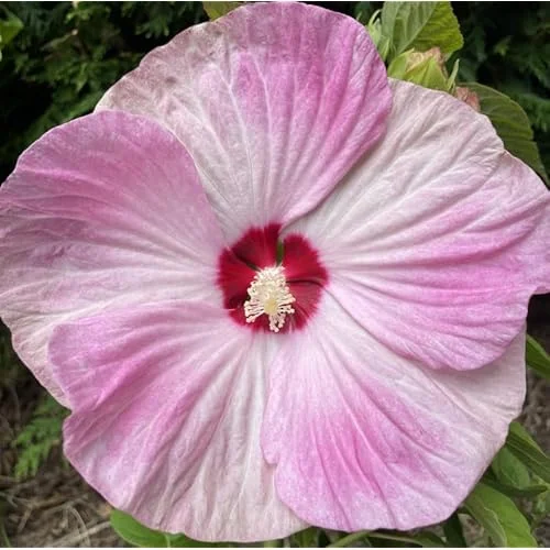 Live Pink Hibiscus Moscheutos Plant - 5 to 9 Inch Tall - Hardy Perennial - Hibiscus Pink Swirl