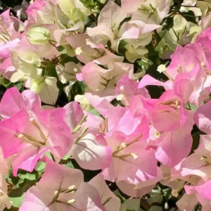 Live Pink White Bougainvillea Plant Paperflower Plant Bougainvillea Flowers Plant Bougainvillea Vine Plant 5 to 8 Inch Tall Size 4 Inch Pot