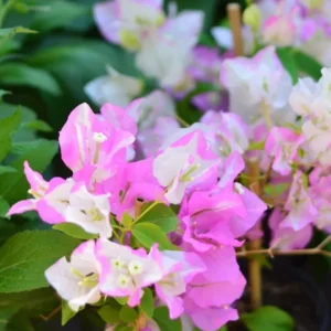 Live Pink White Bougainvillea Plant Paperflower Plant Bougainvillea Flowers Plant Bougainvillea Vine Plant 5 to 8 Inch Tall Size 4 Inch Pot
