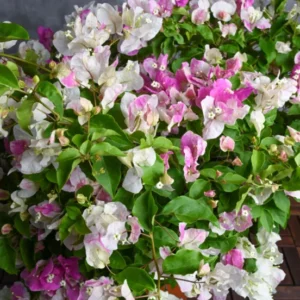Live Pink White Bougainvillea Plant Paperflower Plant Bougainvillea Flowers Plant Bougainvillea Vine Plant 5 to 8 Inch Tall Size 4 Inch Pot