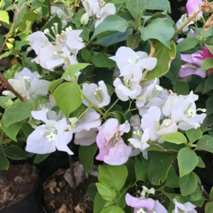 Live Pink White Bougainvillea Plant Paperflower Plant Bougainvillea Flowers Plant Bougainvillea Vine Plant 5 to 8 Inch Tall Size 4 Inch Pot