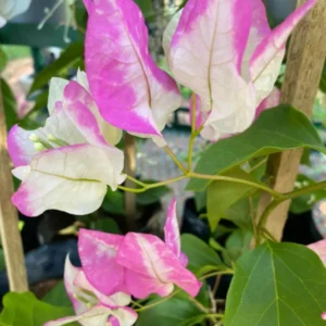Live Pink White Bougainvillea Plant Paperflower Plant Bougainvillea Flowers Plant Bougainvillea Vine Plant 5 to 8 Inch Tall Size 4 Inch Pot