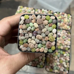 Live Plants 50-60 pcs Lithops - Lithops Live Plants (0.1-0.3”), Living Stone Succulents