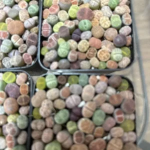 Live Plants 50-60 pcs Lithops - Lithops Live Plants (0.1-0.3”), Living Stone Succulents