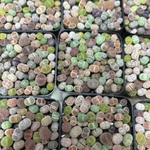 Live Plants 50-60 pcs Lithops - Lithops Live Plants (0.1-0.3”), Living Stone Succulents