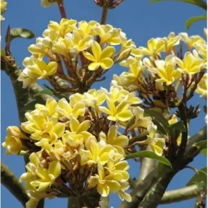 Live Plumeria Flowers Plant - 2.5 Inch Pot - Fragrant Yellow Blooms