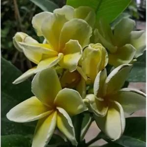 Live Plumeria Flowers Plant - 2.5 Inch Pot - Fragrant Yellow Blooms
