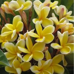 Live Plumeria Flowers Plant - 2.5 Inch Pot - Fragrant Yellow Blooms