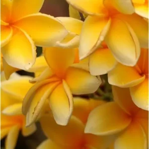 Live Plumeria Flowers Plant - 2.5 Inch Pot - Fragrant Yellow Blooms