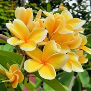 Live Plumeria Flowers Plant - 2.5 Inch Pot - Fragrant Yellow Blooms