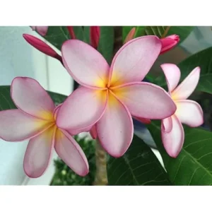 Live Plumeria Flowers Plant - 2.5 Inch Pot - Light Pink Frangipani Tree