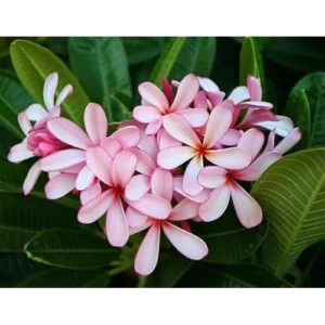 Live Plumeria Flowers Plant - 2.5 Inch Pot - Light Pink Frangipani Tree