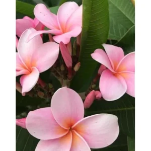 Live Plumeria Flowers Plant - 2.5 Inch Pot - Light Pink Frangipani Tree