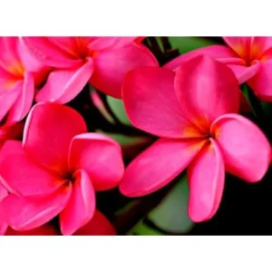 Live Plumeria Flowers Plant - 2.5 Inch Pot - Pink Frangipani Tree