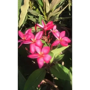 Live Plumeria Flowers Plant - 2.5 Inch Pot - Pink Frangipani Tree