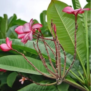 Live Plumeria Flowers Plant - 2.5 Inch Pot - Pink Frangipani Tree
