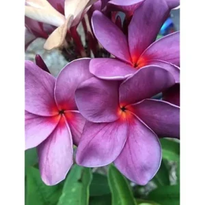 Live Plumeria Flowers Plant - 2.5 Inch Pot - Purple Frangipani Tree