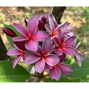 Live Plumeria Flowers Plant - 2.5 Inch Pot - Purple Frangipani Tree