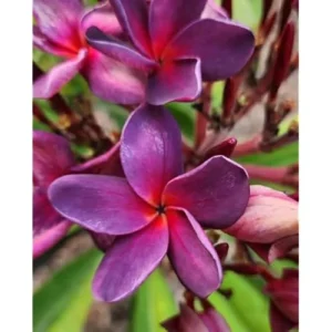 Live Plumeria Flowers Plant - 2.5 Inch Pot - Purple Frangipani Tree