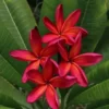 Live Plumeria Flowers Plant - 2.5 Inch Pot - Rooted Frangipani Tree - Red Blooms