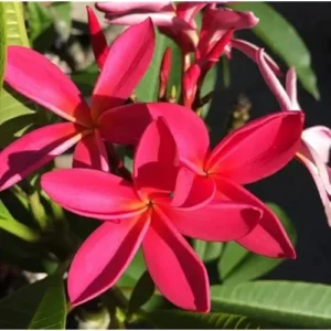 Live Plumeria Flowers Plant - 2.5 Inch Pot - Rooted Frangipani Tree - Red Blooms