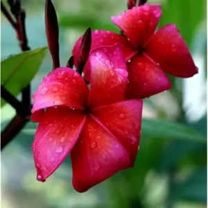 Live Plumeria Flowers Plant - 2.5 Inch Pot - Rooted Frangipani Tree - Red Blooms