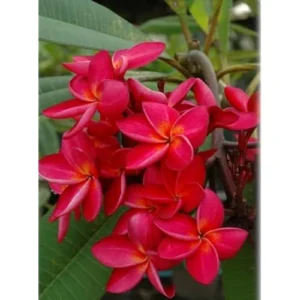 Live Plumeria Flowers Plant - 2.5 Inch Pot - Rooted Frangipani Tree - Red Blooms