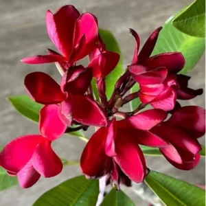 Live Plumeria Flowers Plant - 2.5 Inch Pot - Rooted Frangipani Tree - Red Blooms