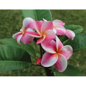 Live Plumeria Flowers Plant - Rooted Frangipani Tree - 2.5 Inch Pot - Multicolor