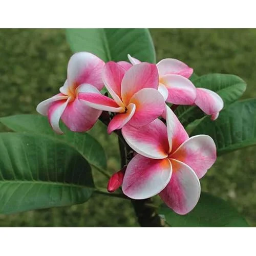 Live Plumeria Flowers Plant - Rooted Frangipani Tree - 2.5 Inch Pot - Multicolor