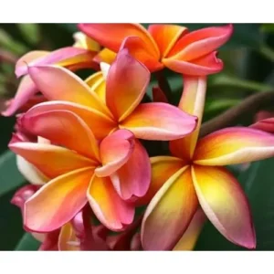 Live Plumeria Flowers Plant - Rooted Frangipani Tree - 2.5 Inch Pot - Multicolor
