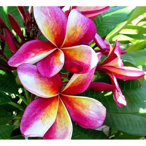 Live Plumeria Flowers Plant - Rooted Frangipani Tree - 2.5 Inch Pot - Multicolor