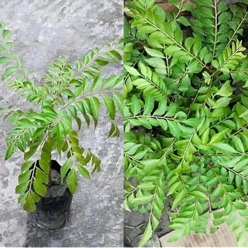 Live Potted Gamthi Curry Leaf Plant 5-9" in a 4" Pot - Sweet Neem Tree for Planting