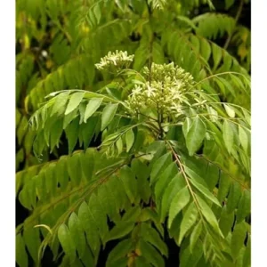 Live Potted Gamthi Curry Leaf Plant 5-9