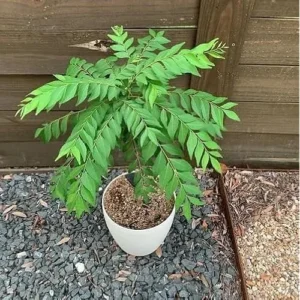 Live Potted Gamthi Curry Leaf Plant 5-9