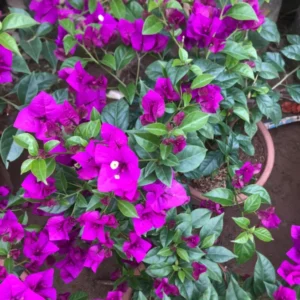Live Purple Bougainvillea Plant Paperflower Plant Bougainvillea Flowers Plant Bougainvillea Vine Plant 5 to 8 Inch Tall Size 4 Inch Pot