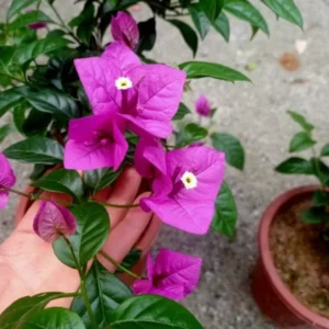 Live Purple Bougainvillea Plant Paperflower Plant Bougainvillea Flowers Plant Bougainvillea Vine Plant 5 to 8 Inch Tall Size 4 Inch Pot