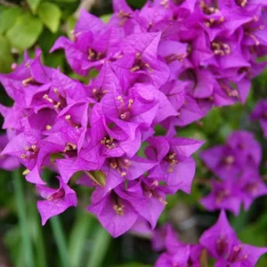 Live Purple Bougainvillea Plant Paperflower Plant Bougainvillea Flowers Plant Bougainvillea Vine Plant 5 to 8 Inch Tall Size 4 Inch Pot