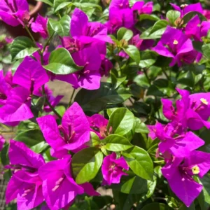 Live Purple Bougainvillea Plant Paperflower Plant Bougainvillea Flowers Plant Bougainvillea Vine Plant 5 to 8 Inch Tall Size 4 Inch Pot