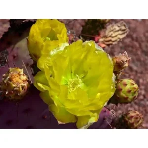 Live Purple Prickly Pear Cactus Plant - 3-5