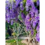 Live Purple Queen’s Wreath Vine - 5 to 9 Inch Tall- Bluebird Vine - Petrea Plant
