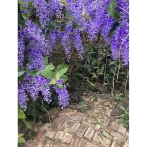 Live Purple Queen’s Wreath Vine - 5 to 9 Inch Tall- Bluebird Vine - Petrea Plant