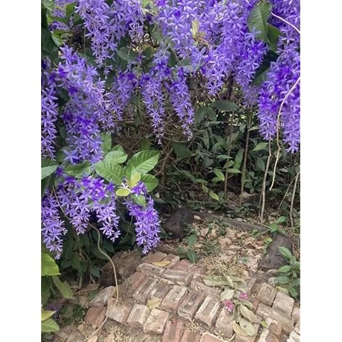 Live Purple Queen’s Wreath Vine - 5 to 9 Inch Tall- Bluebird Vine - Petrea Plant